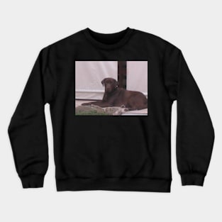 Labrador Retriever Chocolate laying Crewneck Sweatshirt